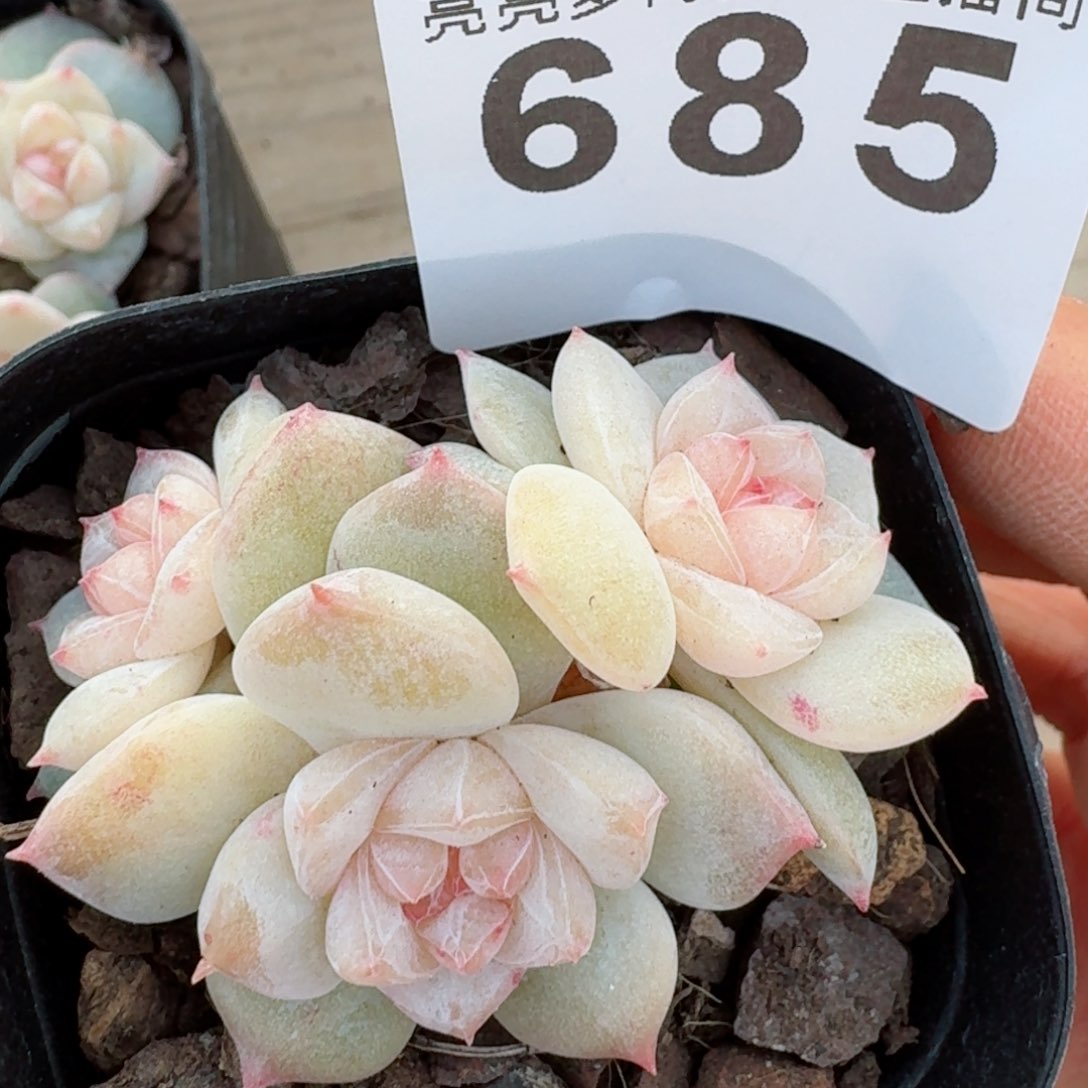 白心         精品多肉