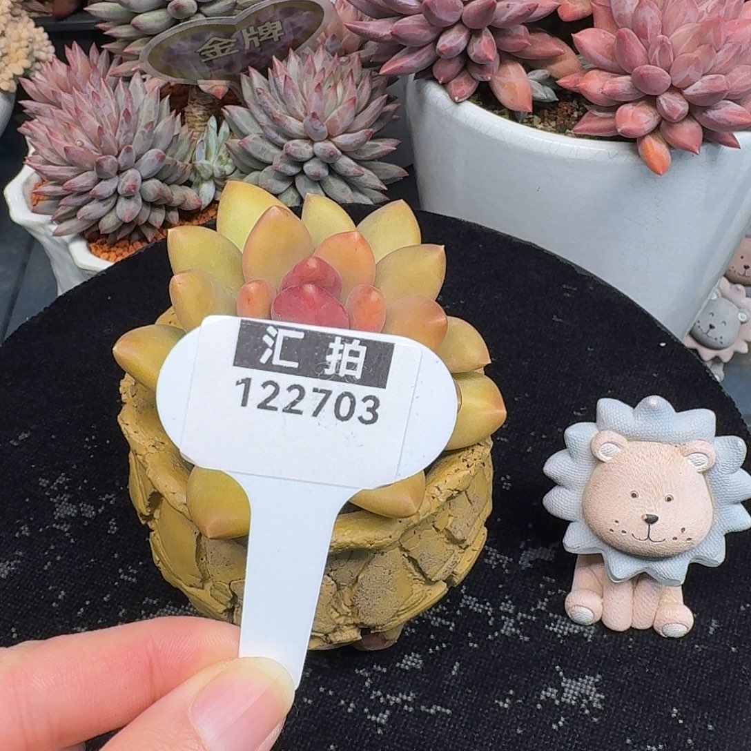 精品多肉植物122703