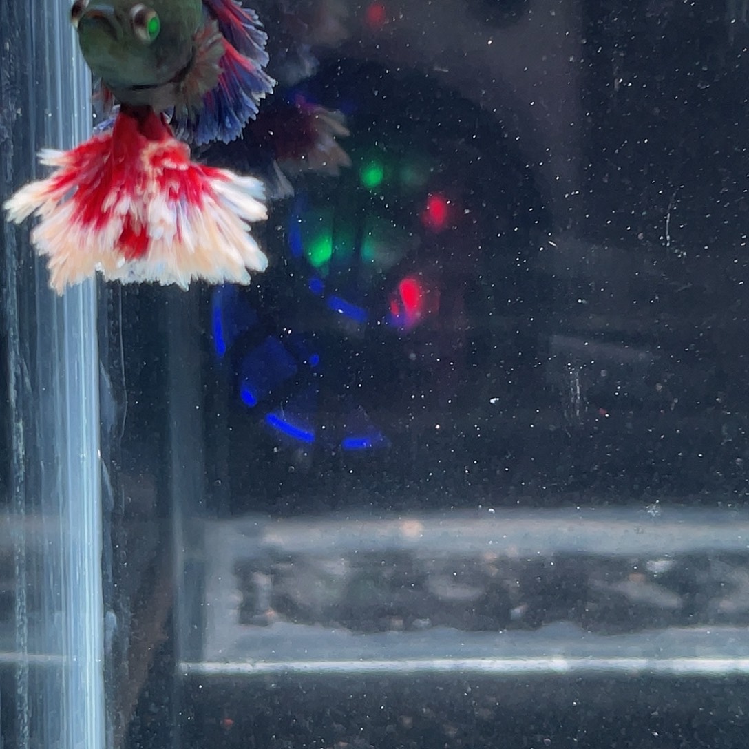 斗鱼vvvip绿魔绣球