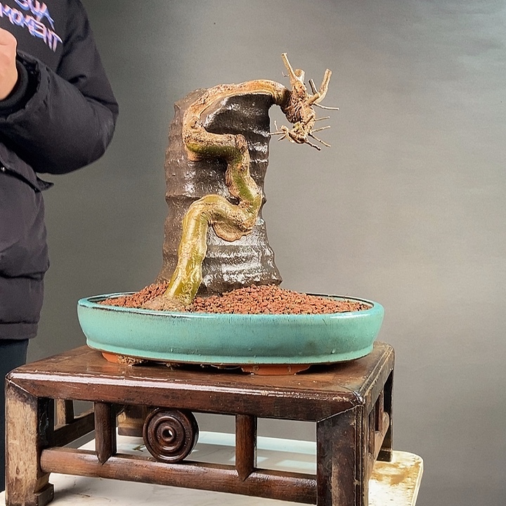 合***创无花朵王发忠附石