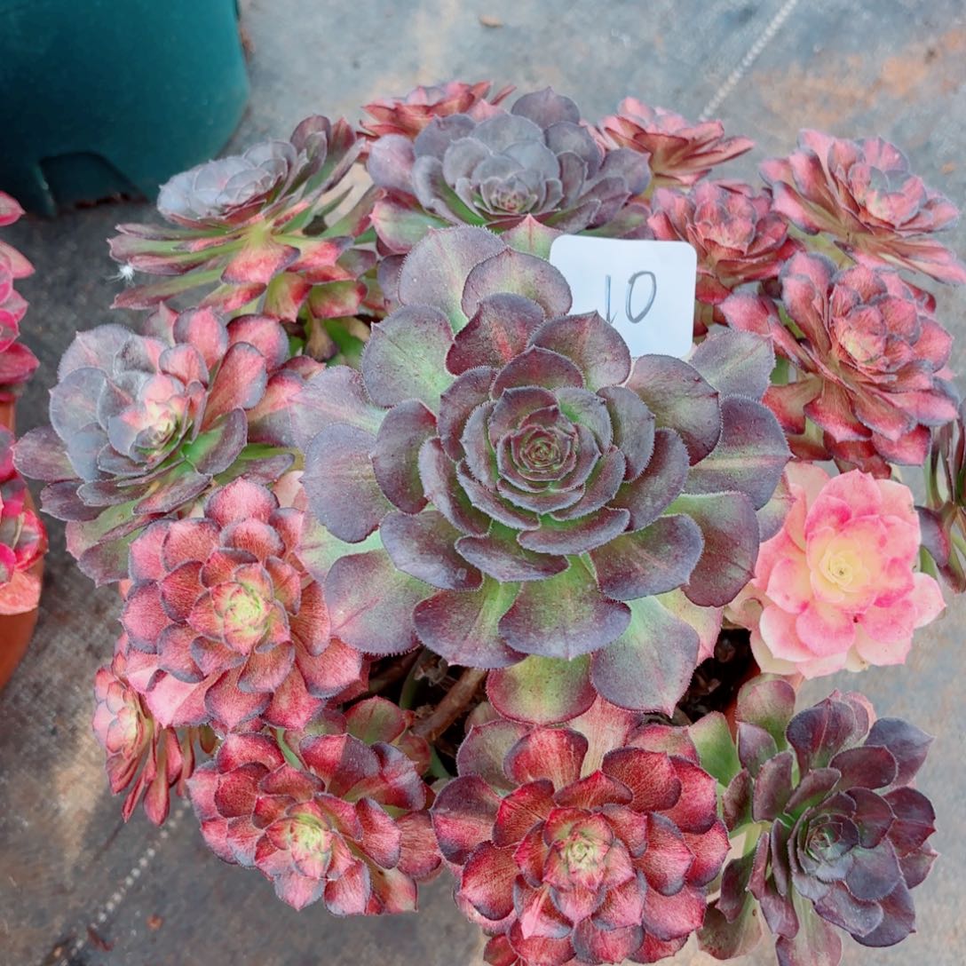 一物一拍多肉法师10