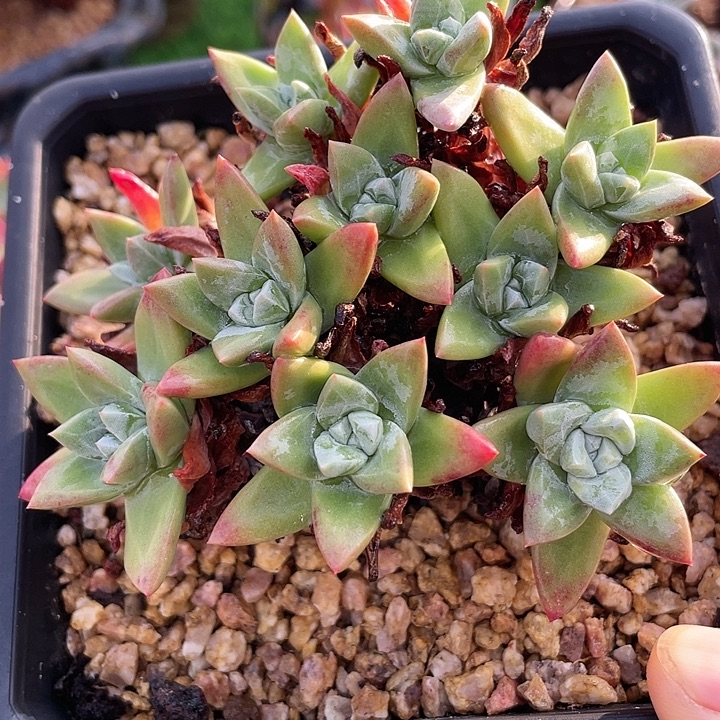 野生小花朵苹果叶群生