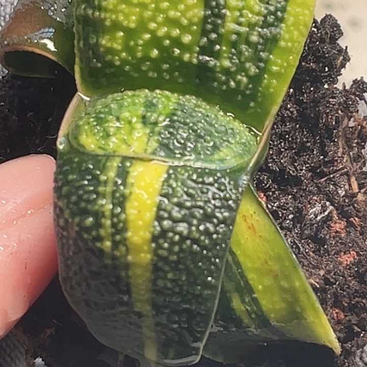 志***平一物一拍客户专拍