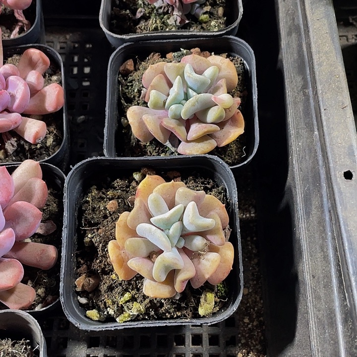 雪精灵带哦土发过