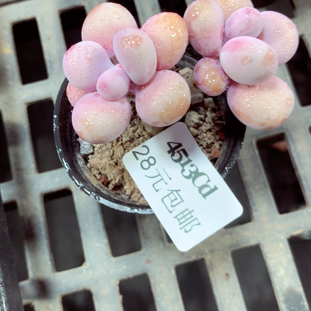 5厘米盆精控多肉4513