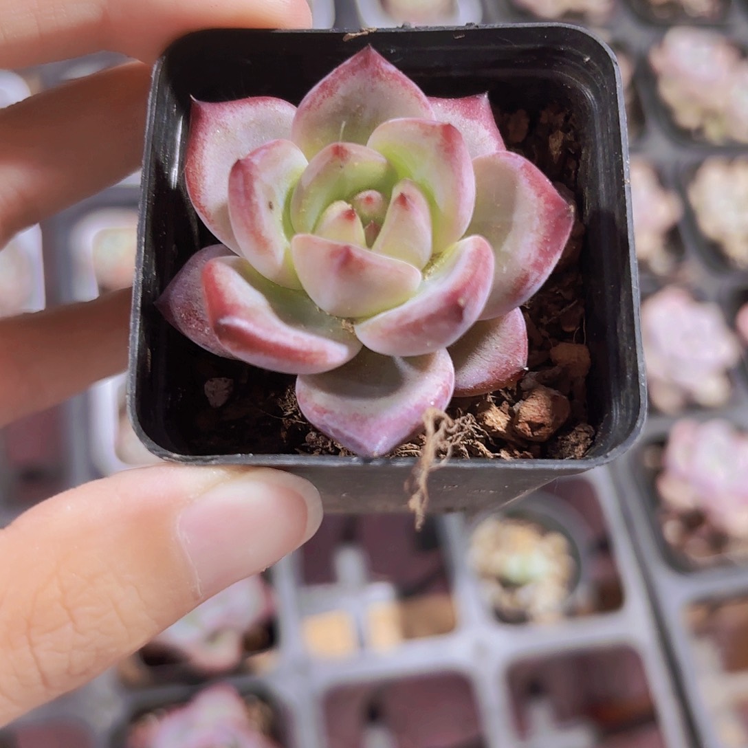 精品夜魔侠多肉植物