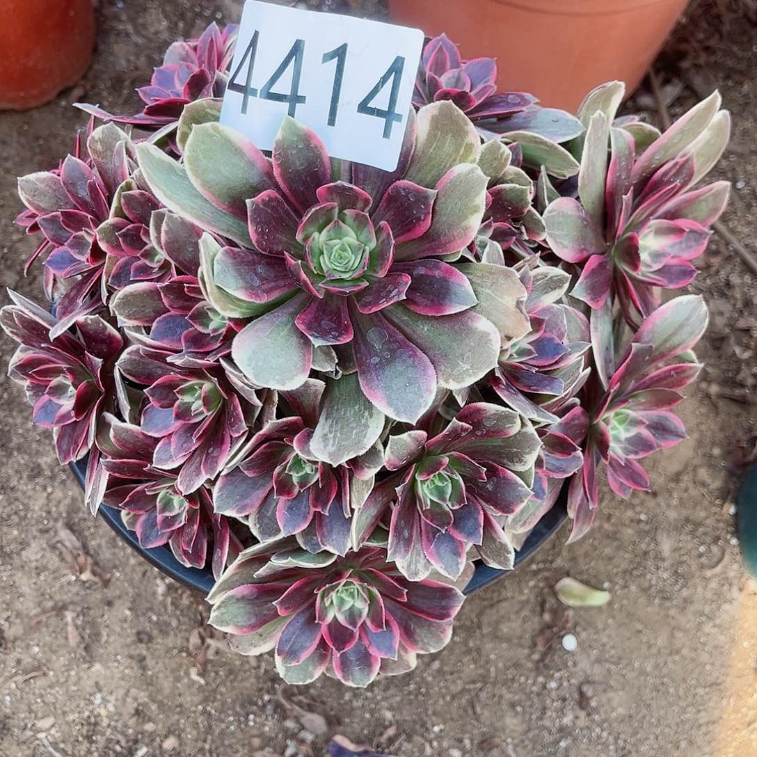 4414浣纱多肉植物