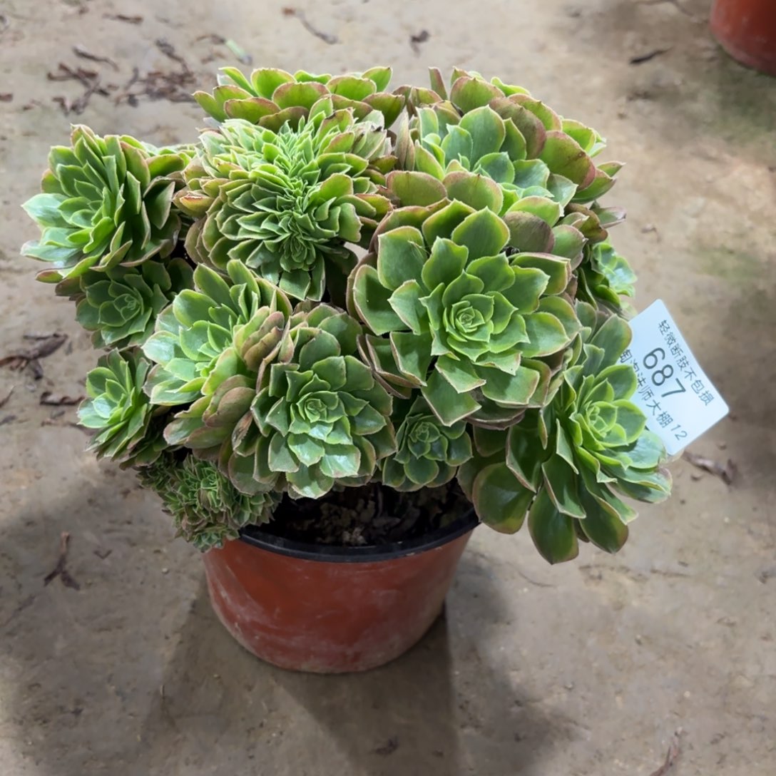 687万圣节奶白缀化多肉植物