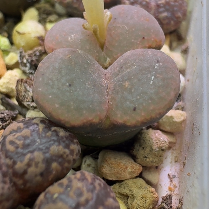 18号双头全窗勋章一物一拍