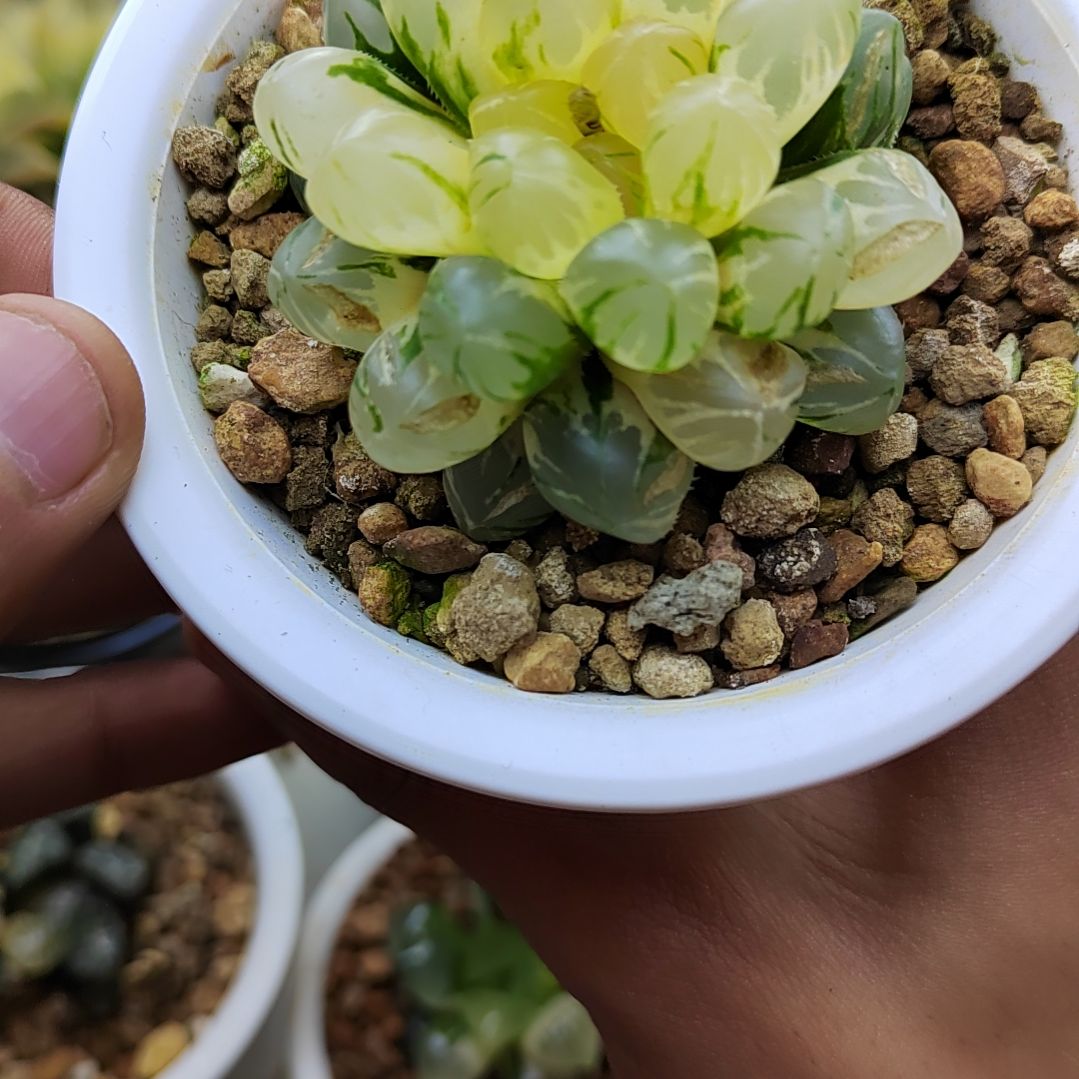 206实生玉露锦 5.8厘米左右一物一拍带盆