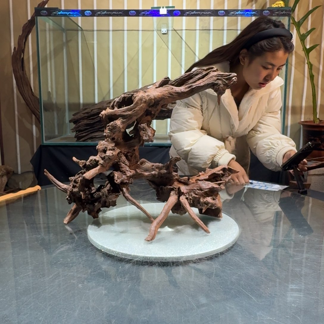 张***香榧木一物一拍鱼缸造景