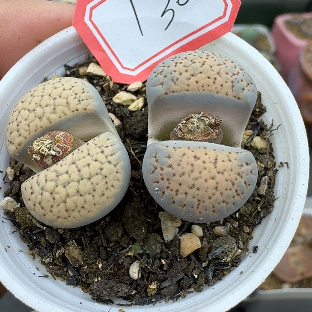 130多肉哈哈哈哈哈哈哈哈哈