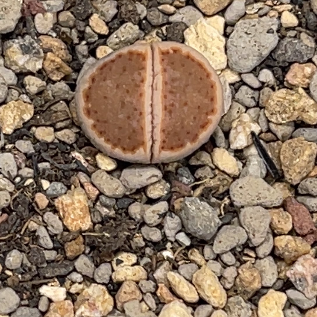 0716饼干218a尺寸1.2