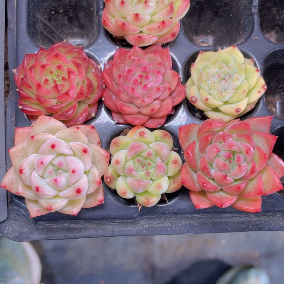 7颗麦秆杂多肉9.9包邮