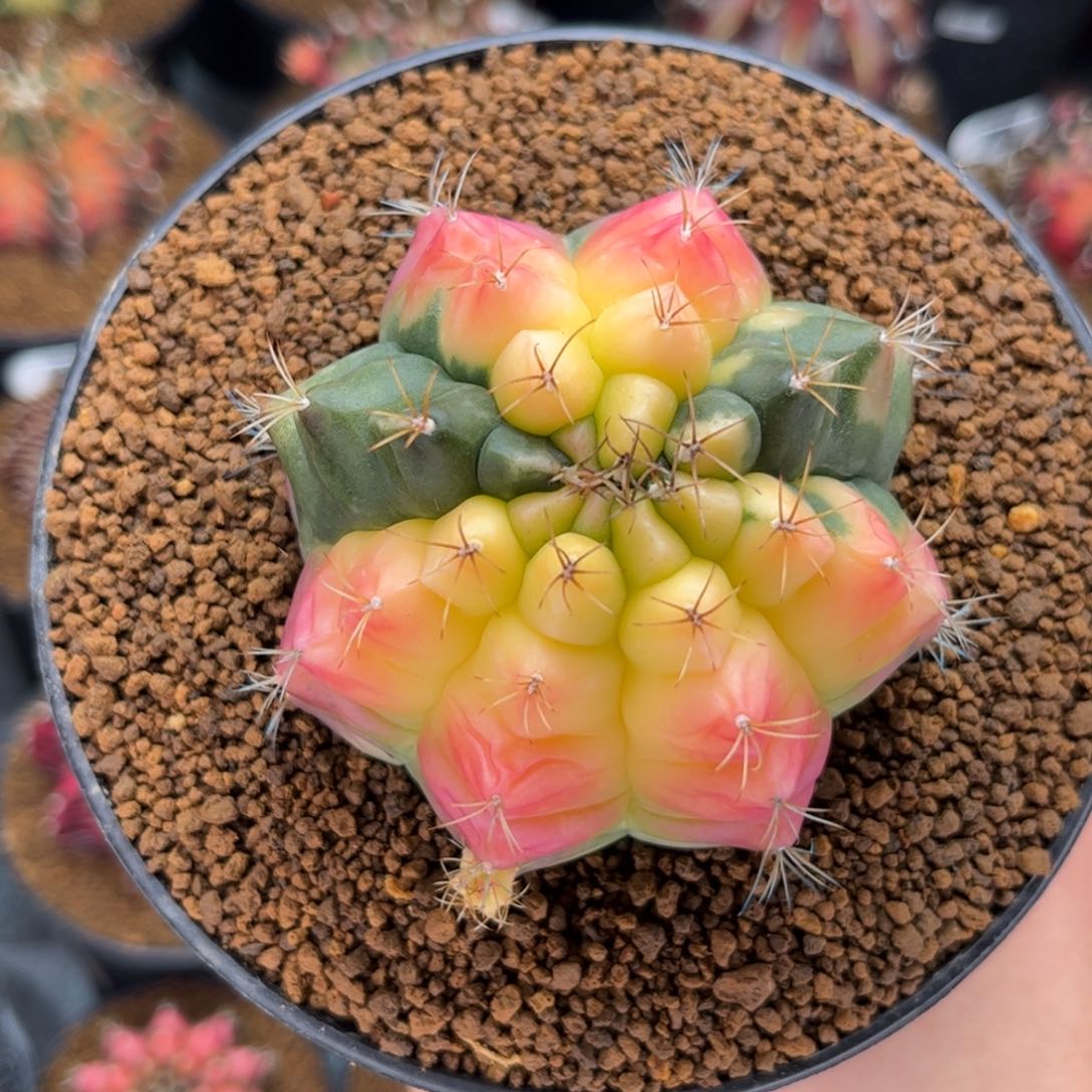 推荐 米哈仙人球