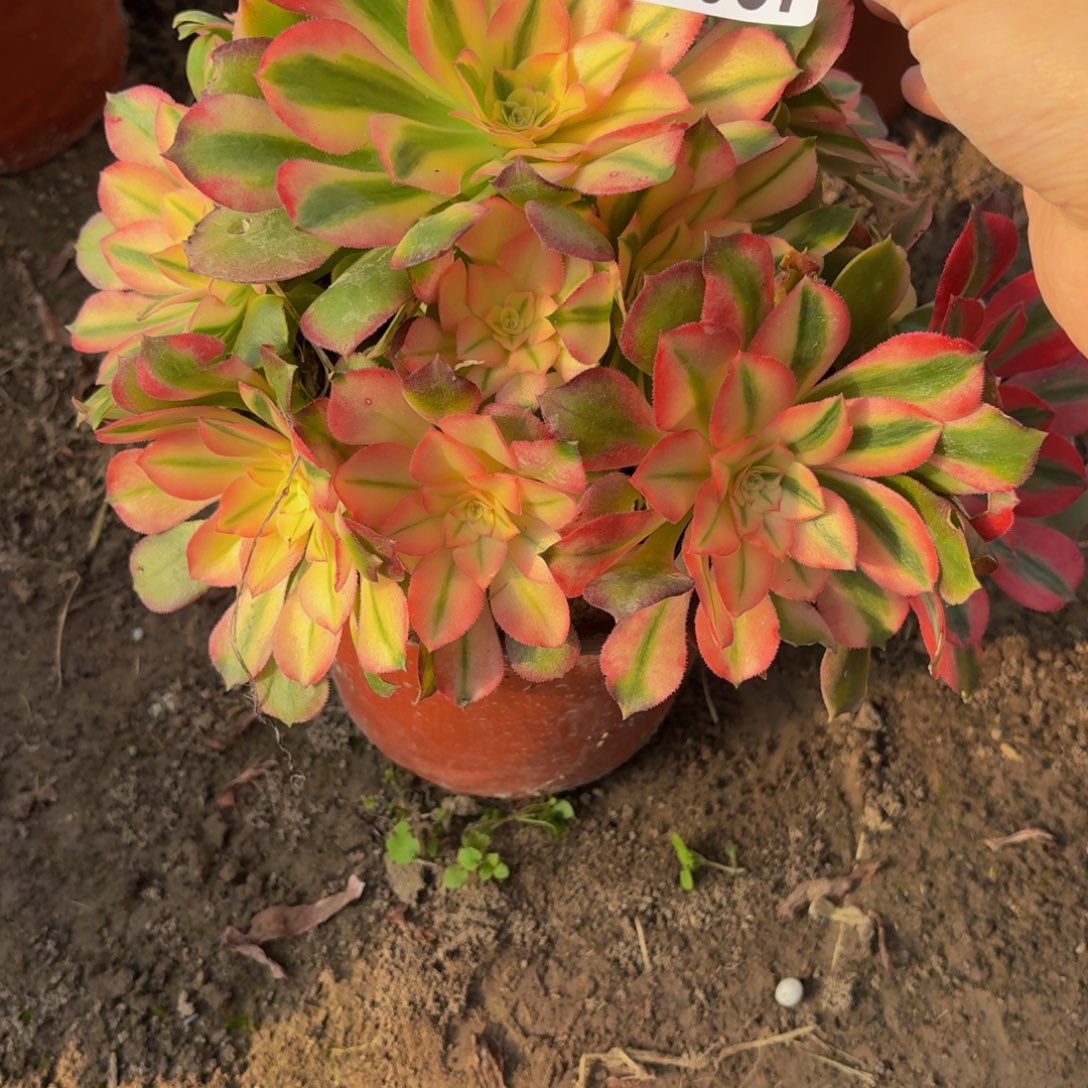 57多肉植物捧花的时候