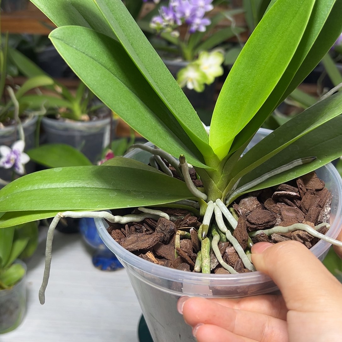 咪***咪当前无花栽培后可以开花