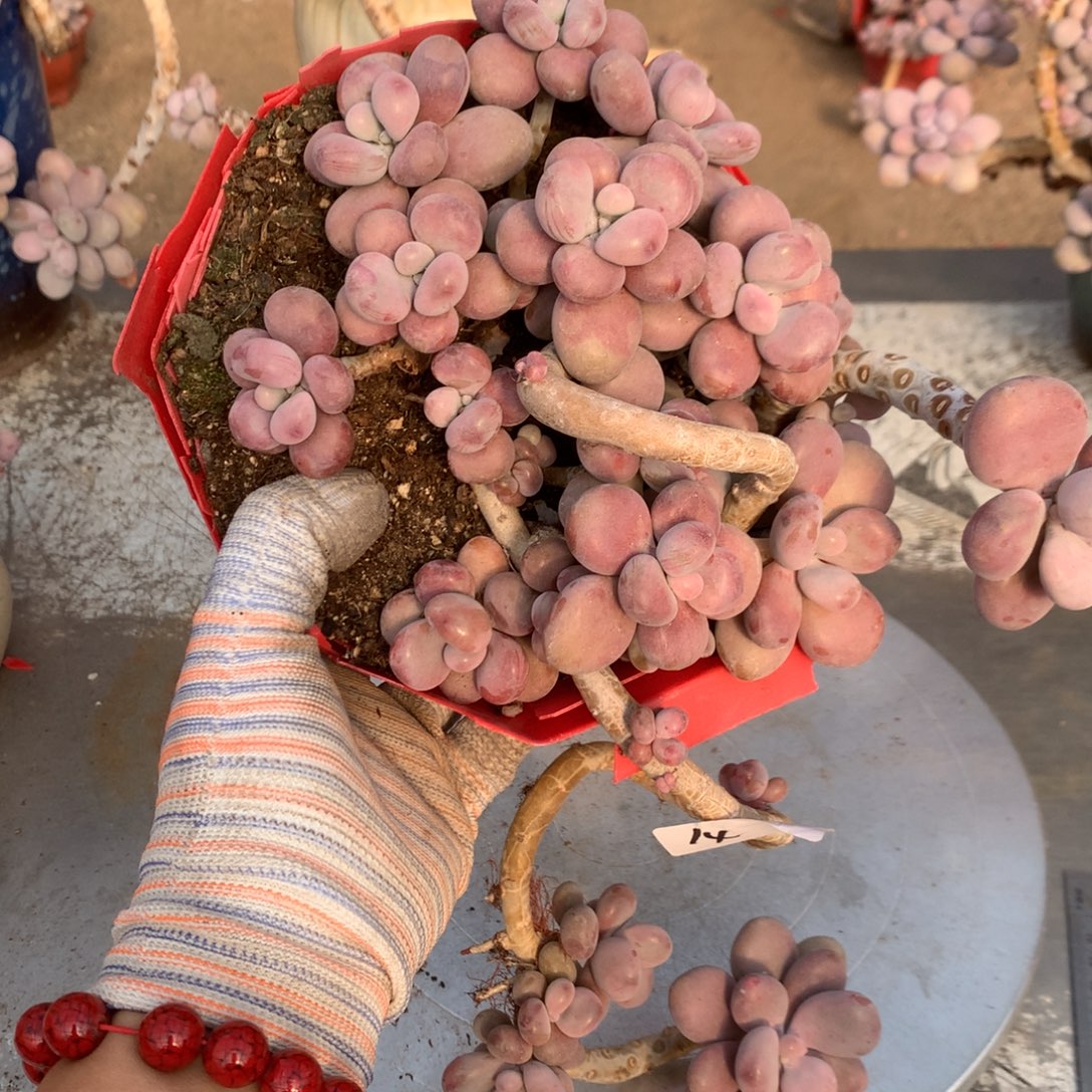 桃蛋老桩有瑕疵福利14号不带盆