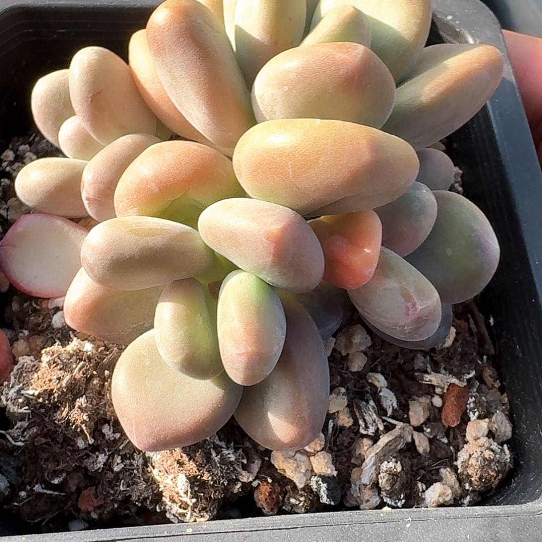 超肥大芒果奶群生老桩