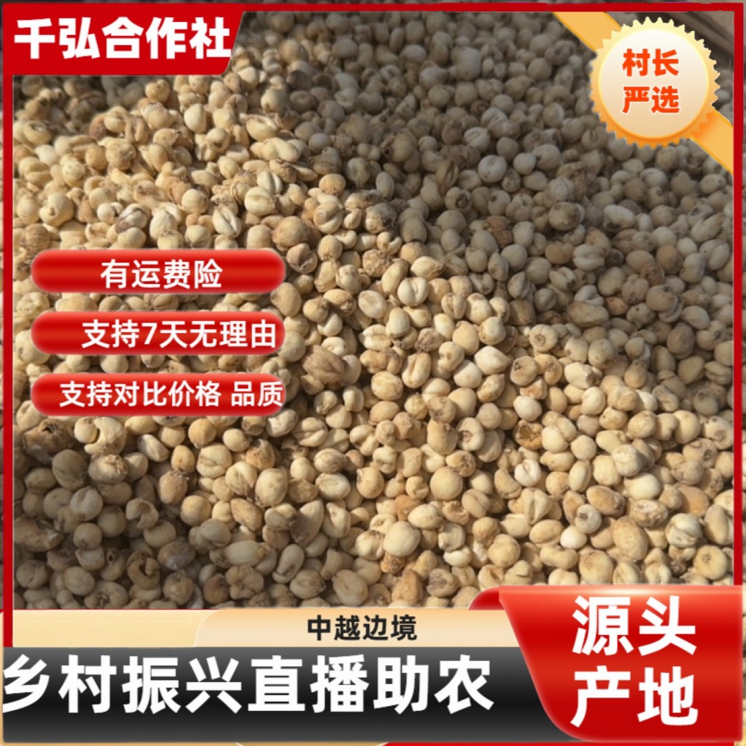 【村长严选】——山野好货【川贝母】