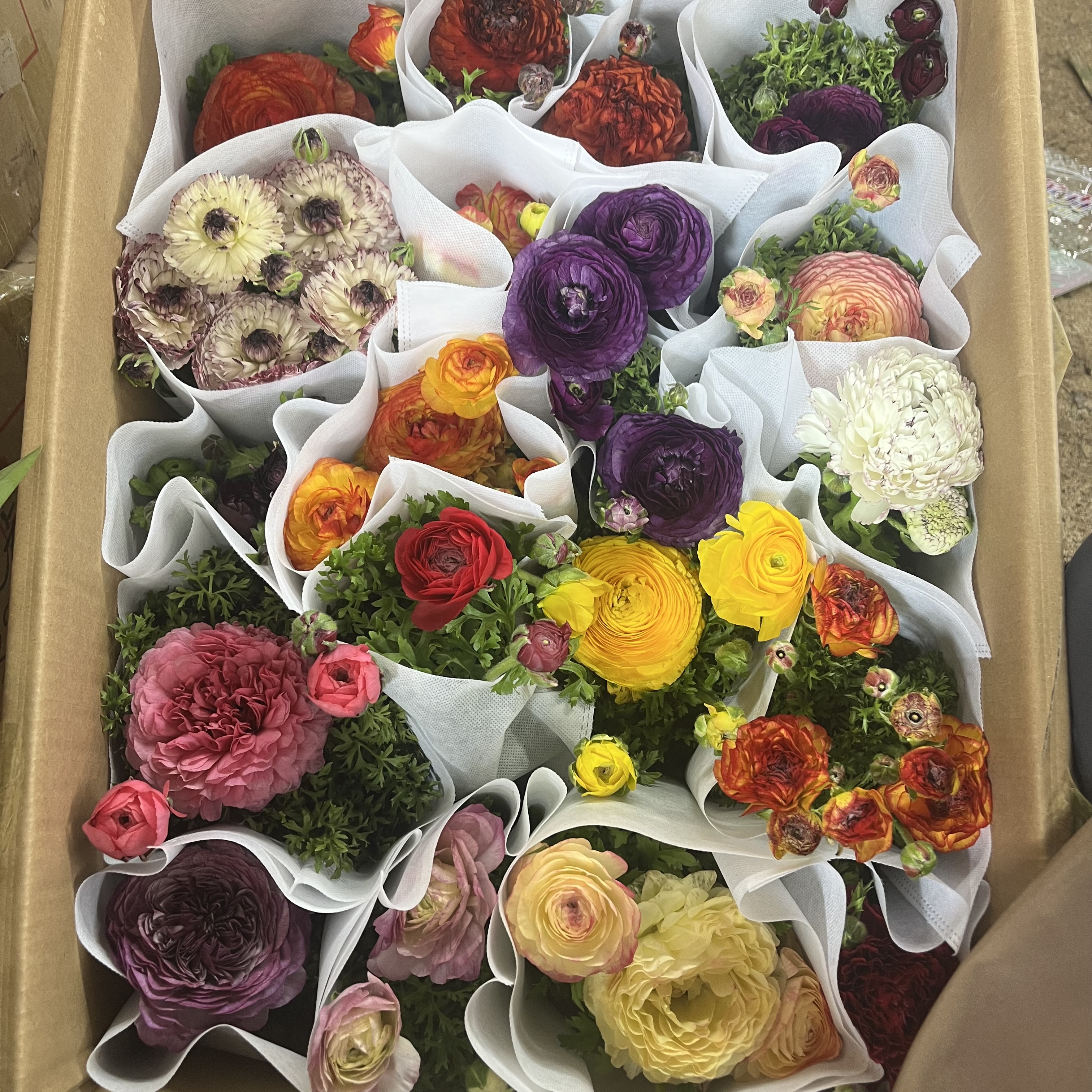 洋牡丹【颜色不选】盆栽四季易种庭院阳台种植花卉发货快