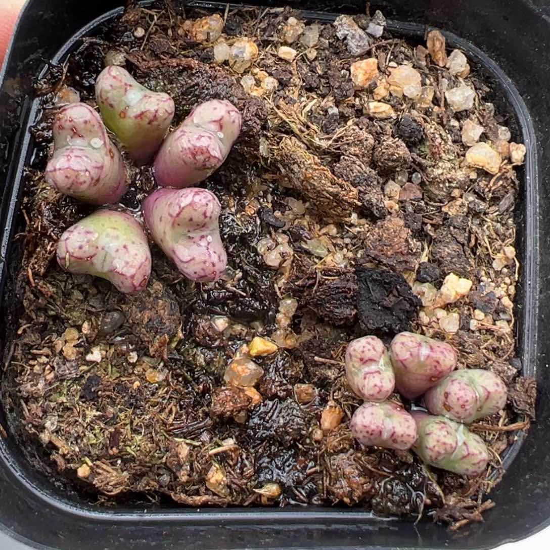 2.3好看的多肉a265