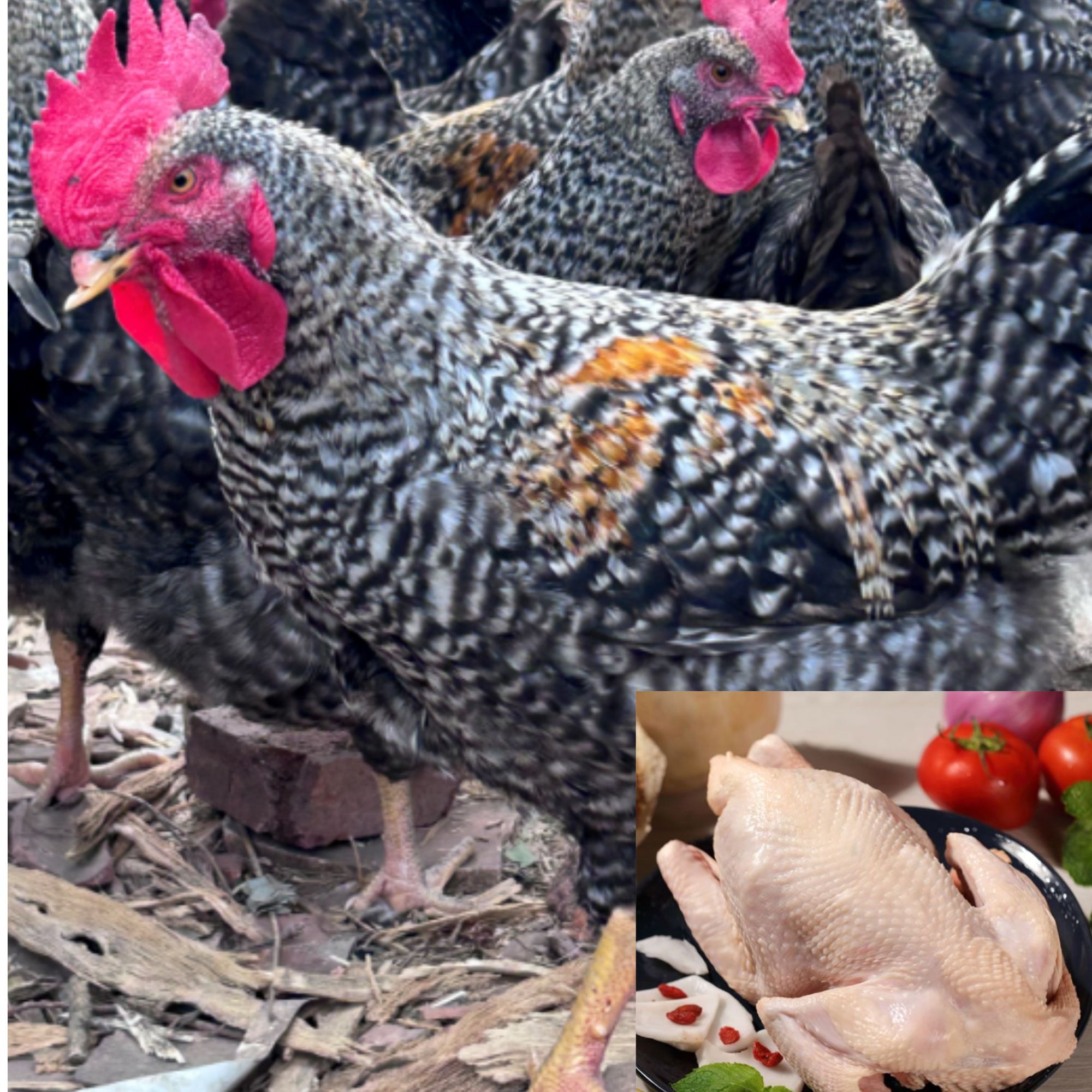 （芦花鸡）山林散养 肉质紧实 新鲜美味 京东包邮