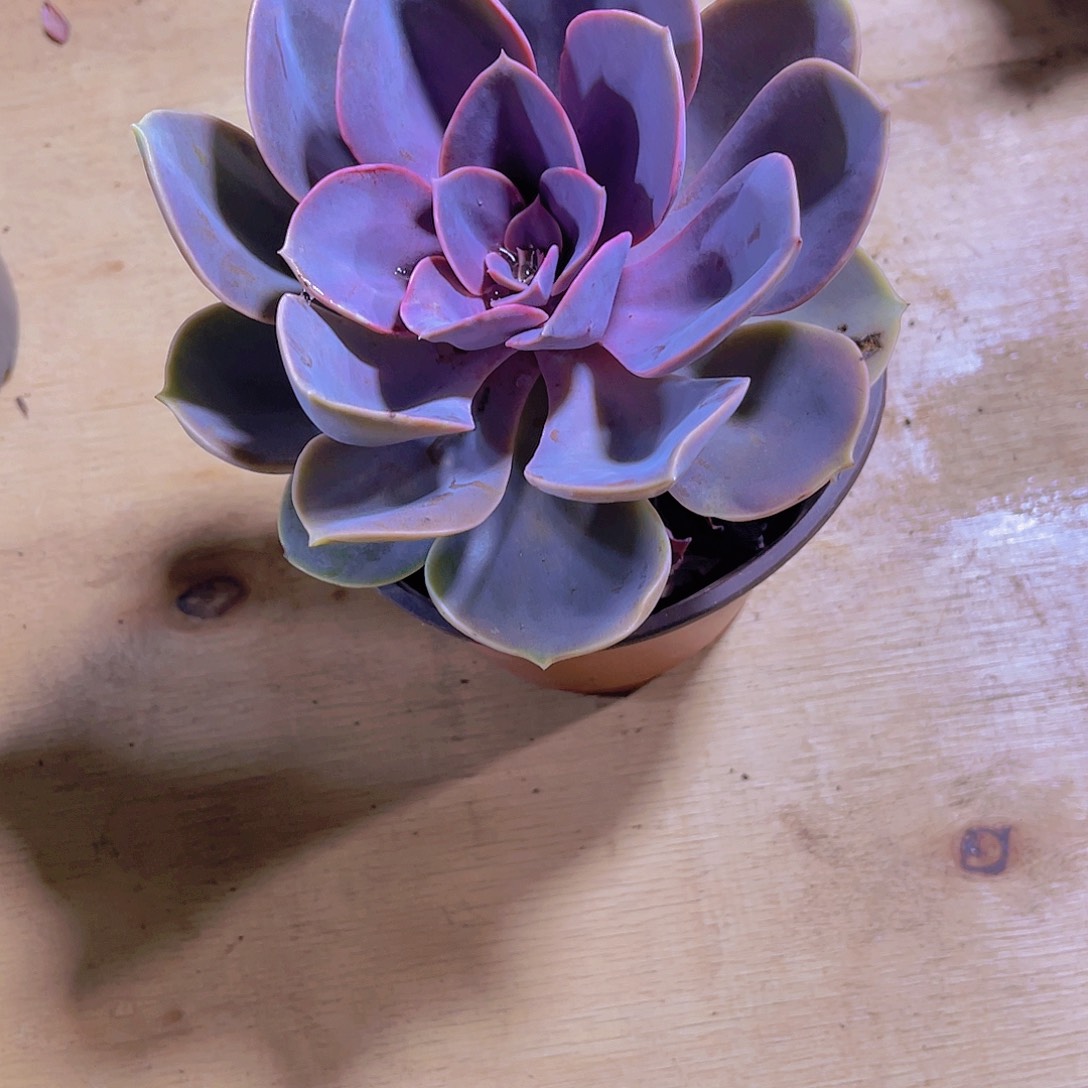 格**祥0000000000000000203