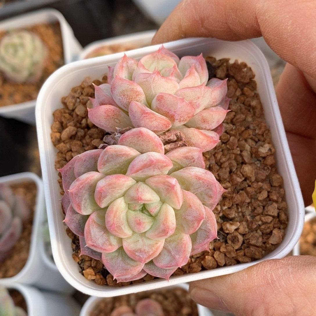 精品多肉一物一拍不包整75