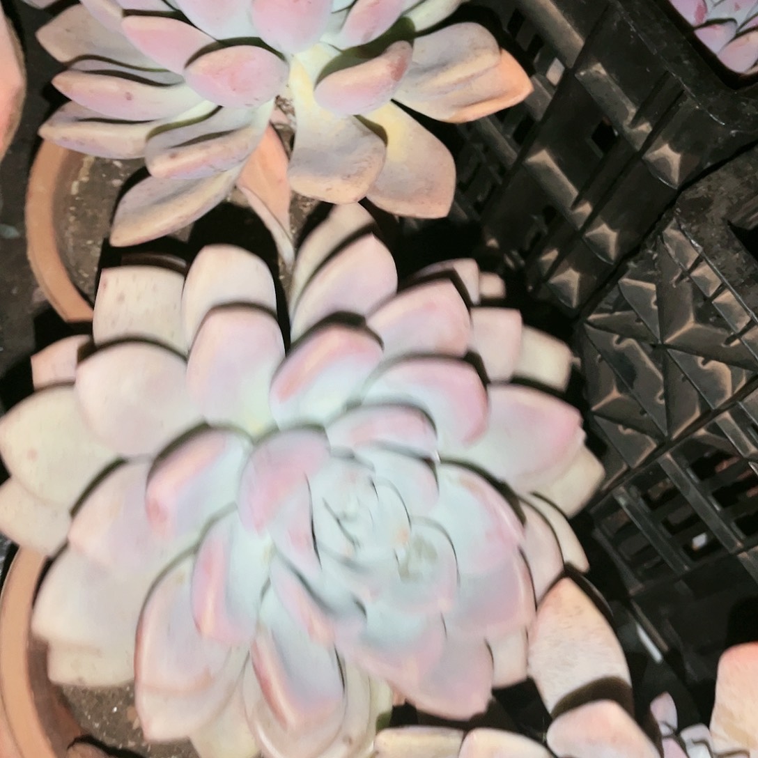 奥普9.99多肉植物