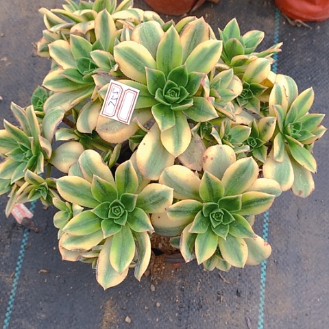 755星爆多肉植物