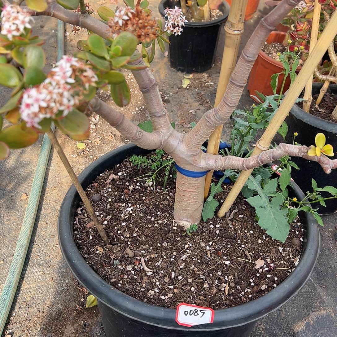 花***喵稀有金玉满堂脱土发货0085