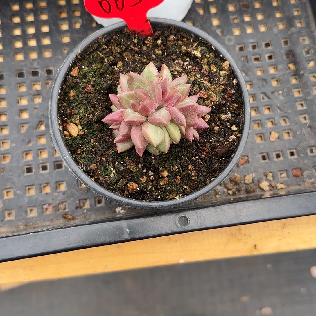 满***柴065迷雾泡泡袖连衣裙女夏