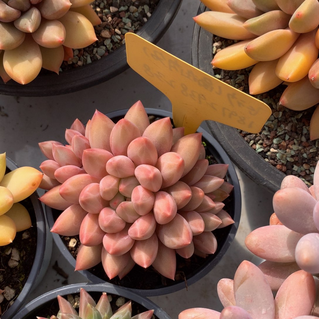 水晶球62627727373733