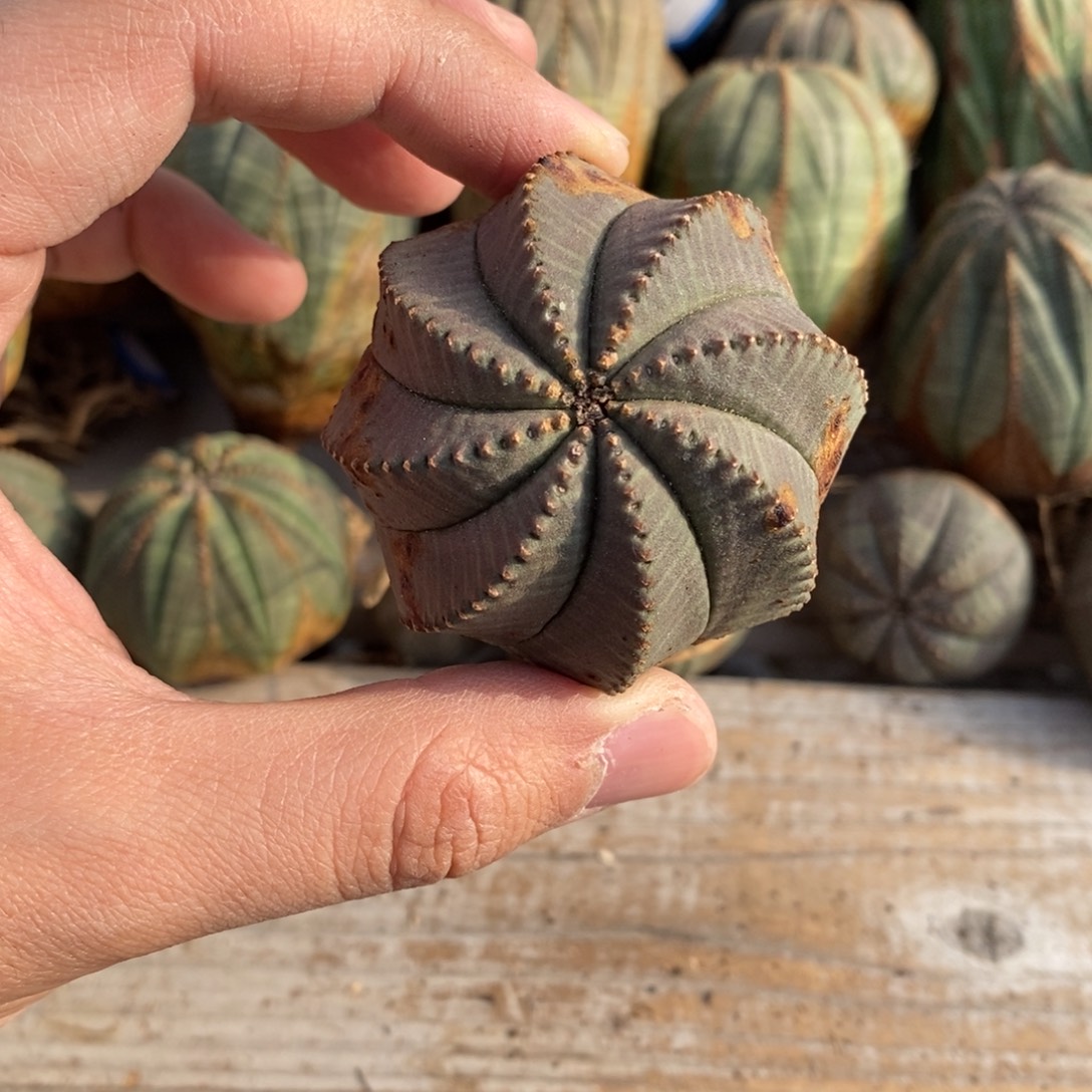 29 欧系实生布纹球多肉植物