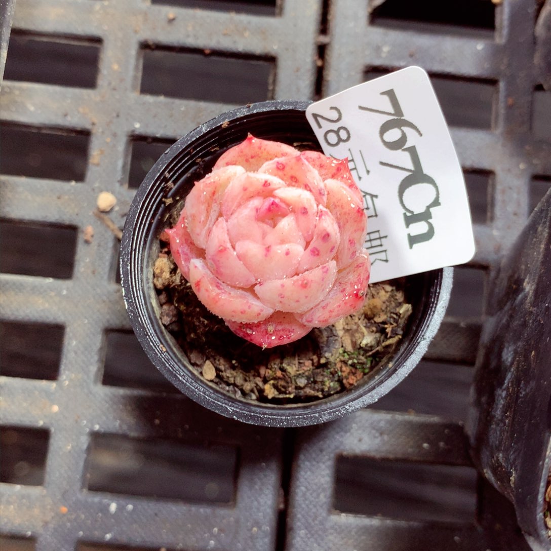 5厘米盆精控多肉767