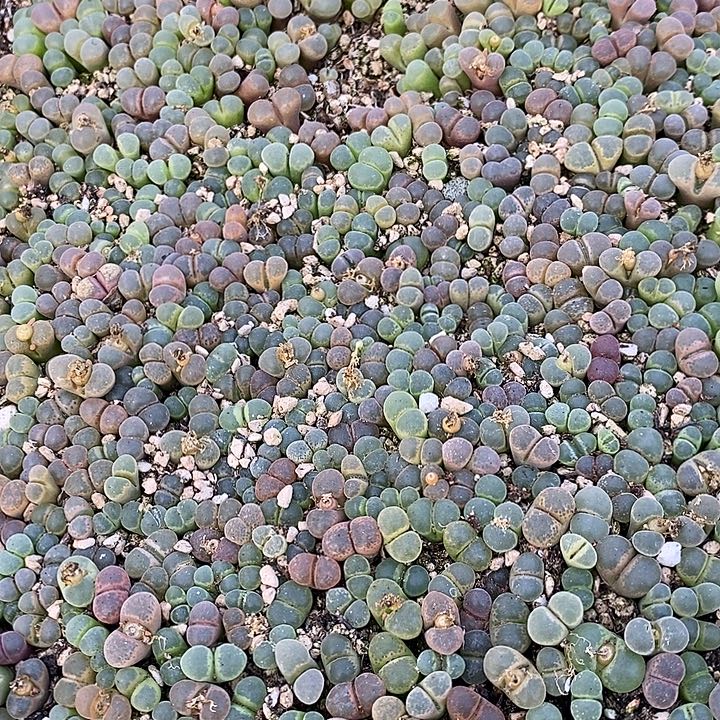 328编号透窗彩风铃一筐
