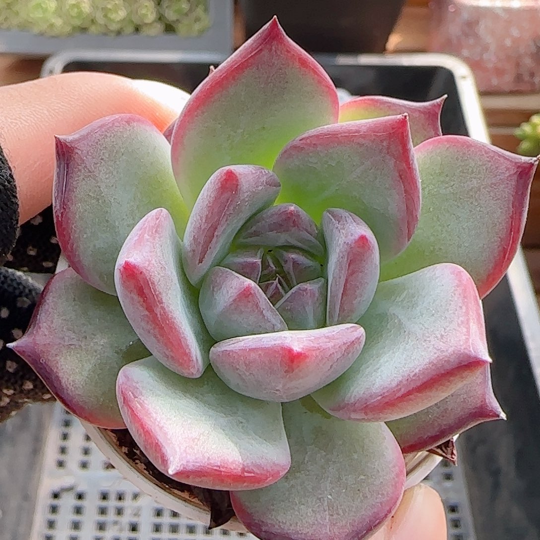 多肉0907-166拉糖拉糖