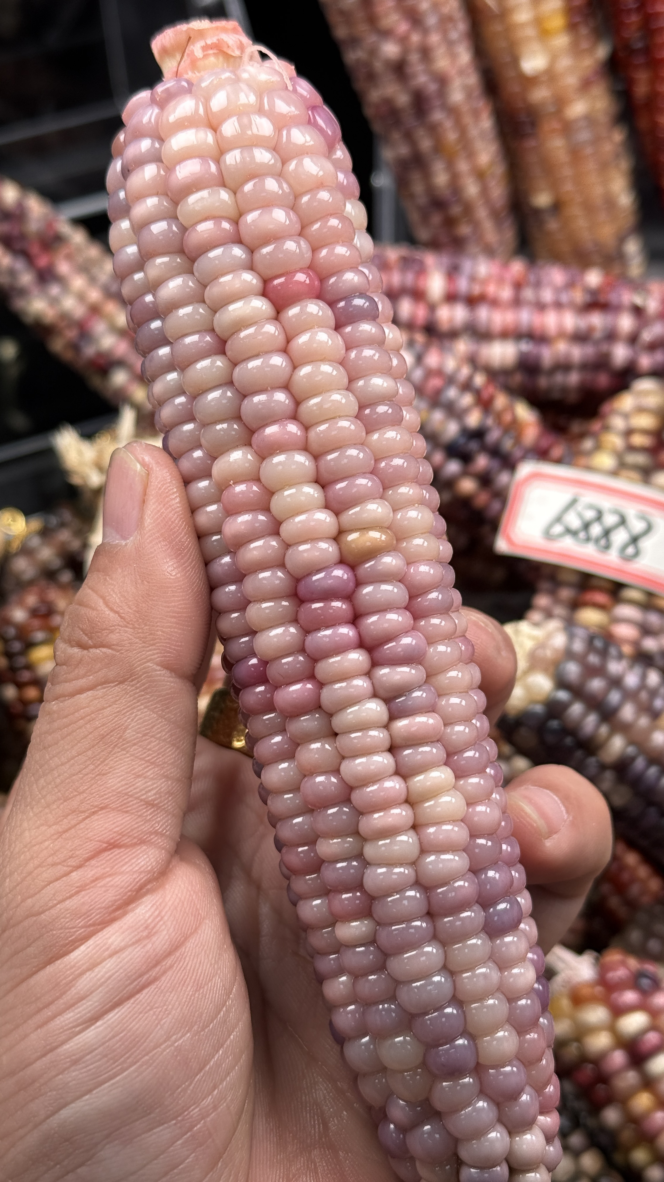 文玩玉米工艺品摆件