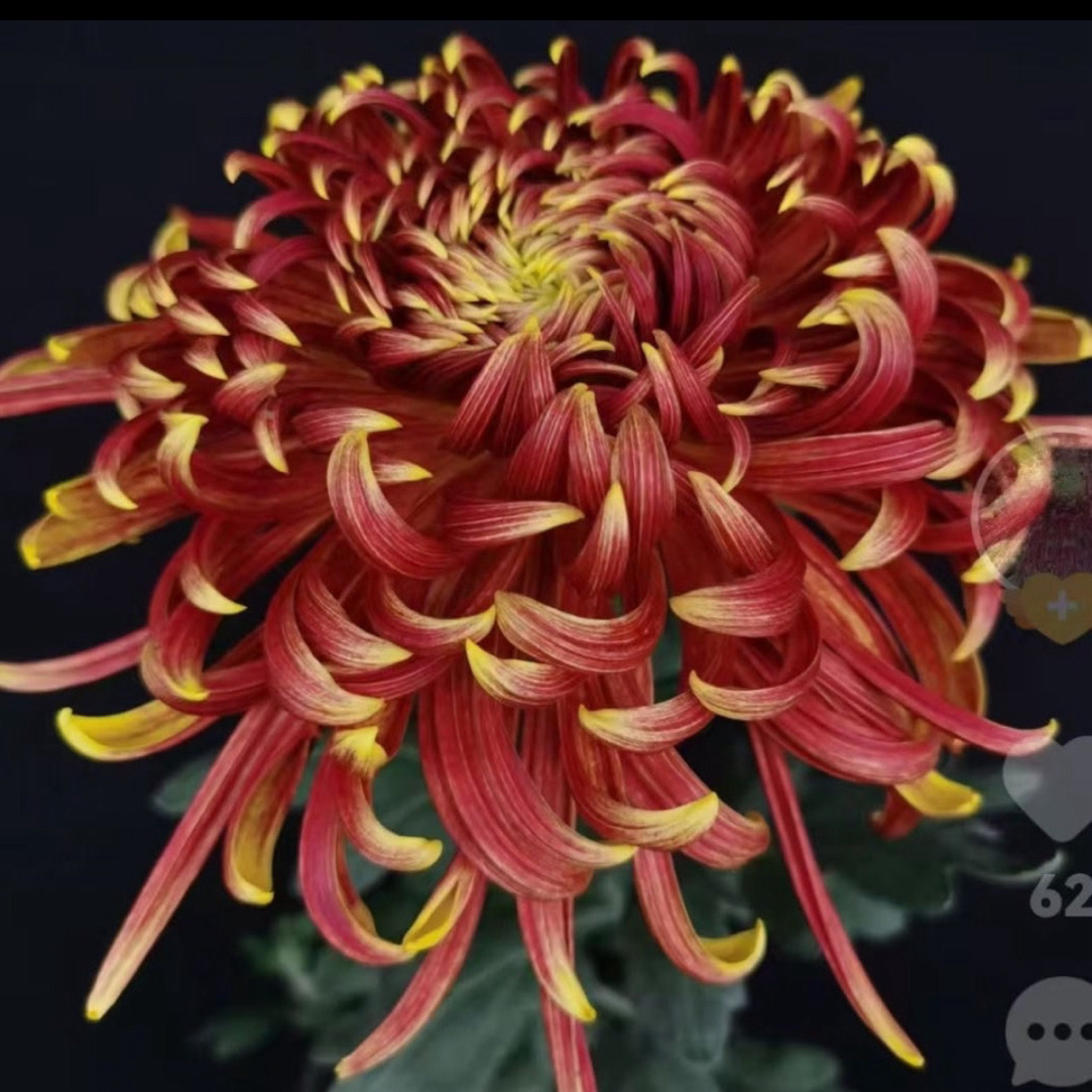 九月大花菊《虹耀如炬》菊花大苗 开花漂亮