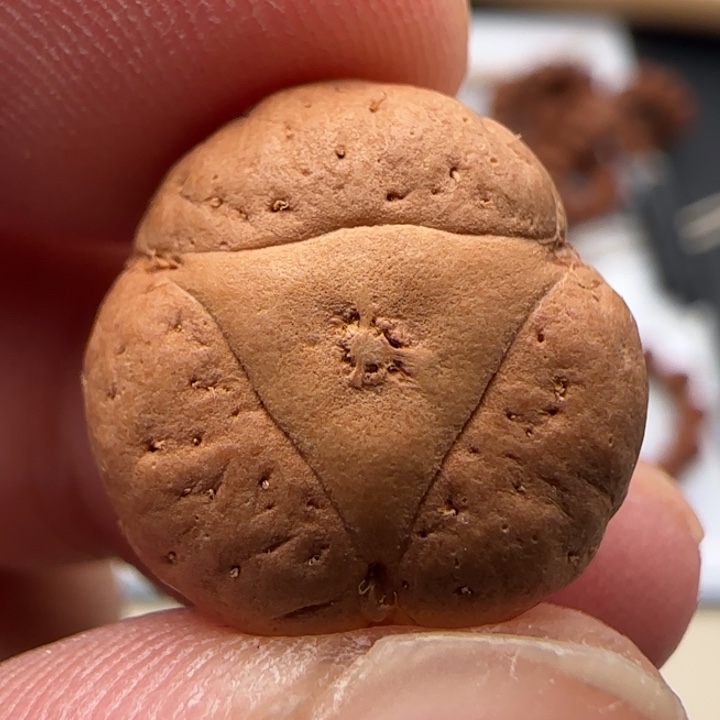 凤眼菩提吊坠梅花龙眼