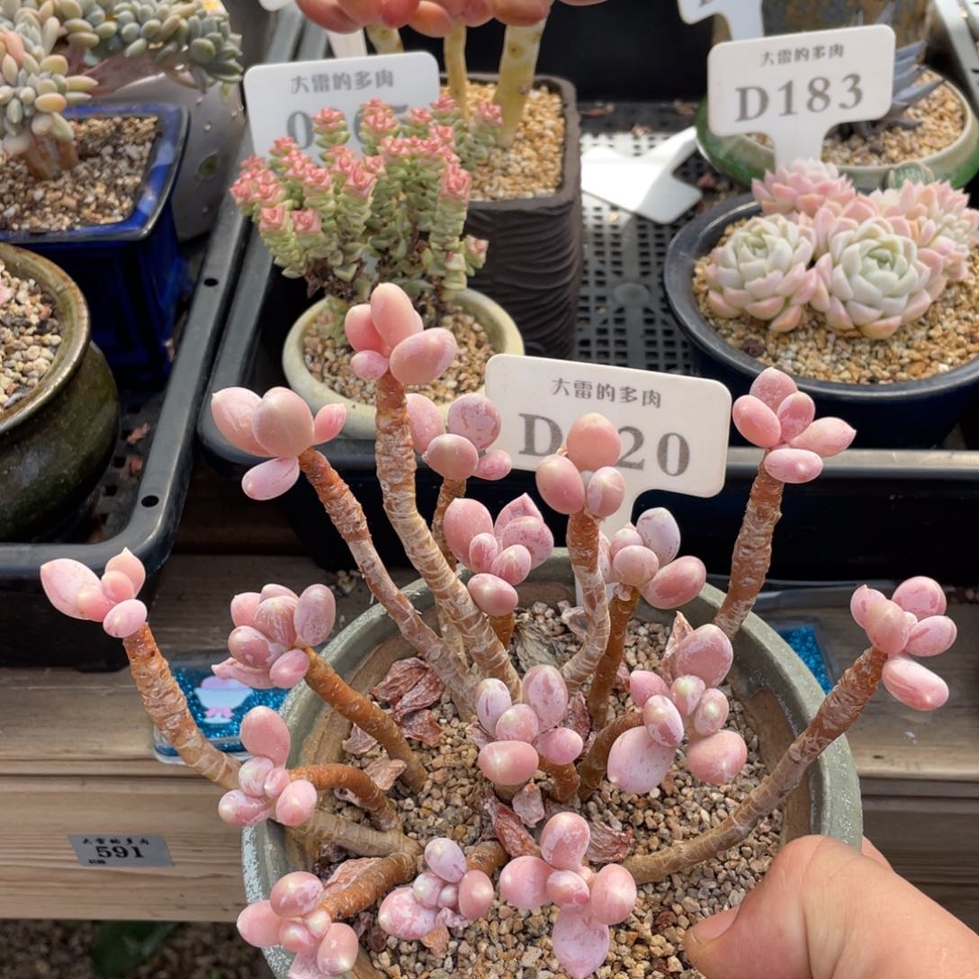 220稻田姬不带盆17厘米