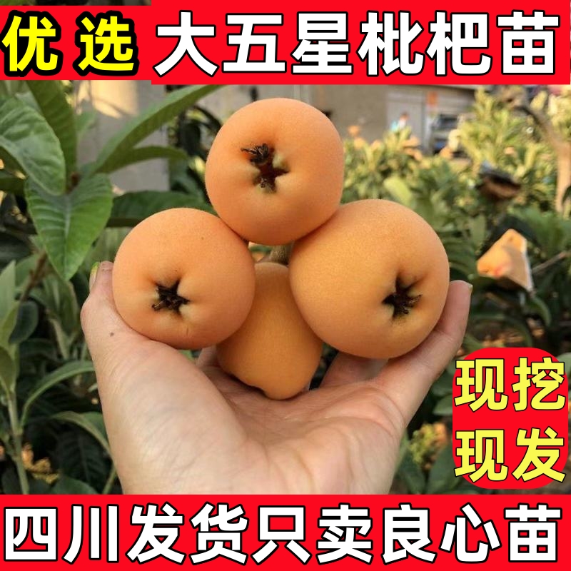 四川大五星枇杷苗枇杷树苗