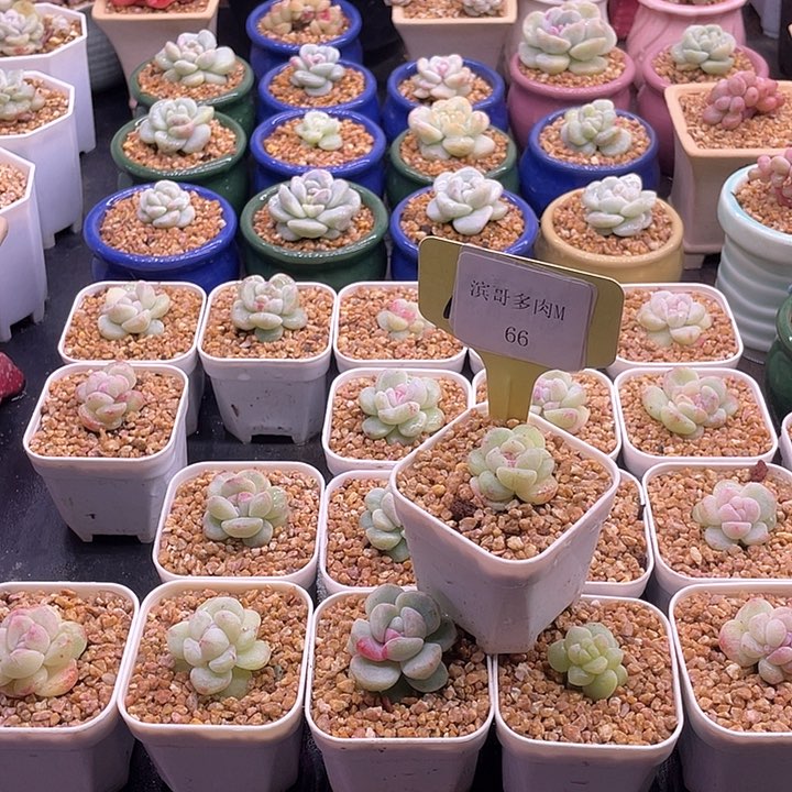 滨哥多肉M66糖心冰玉石化