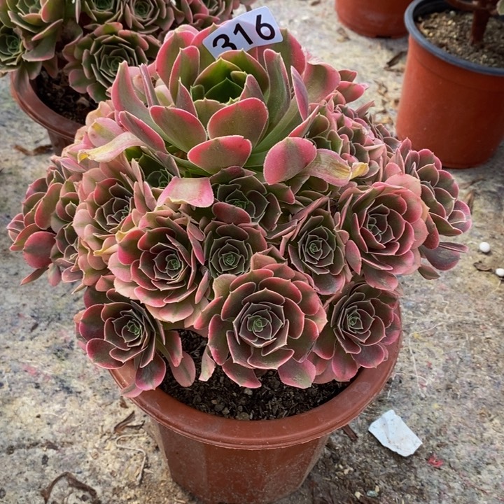 香妃多肉植物316