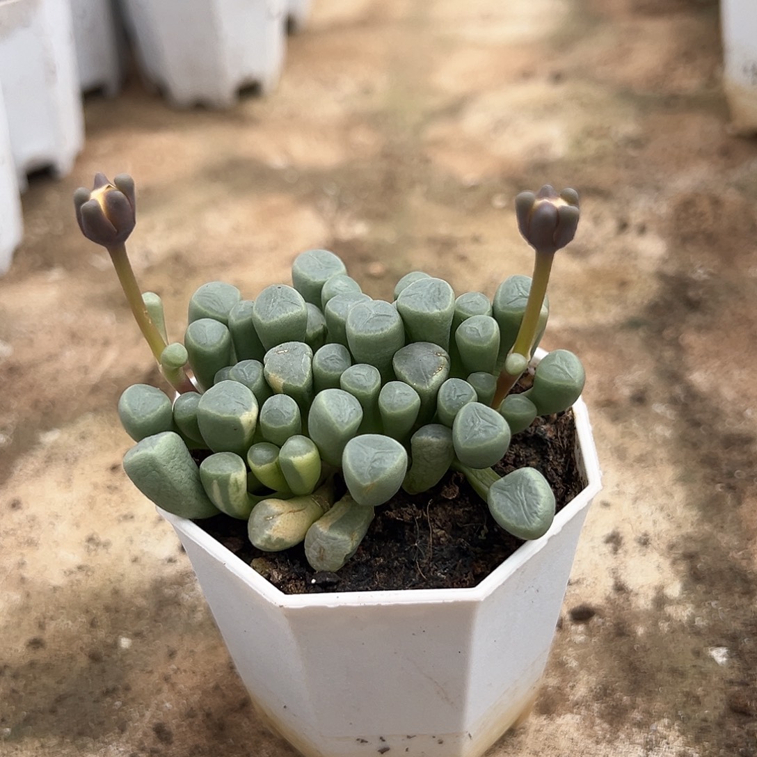 五十铃玉锦多肉植物