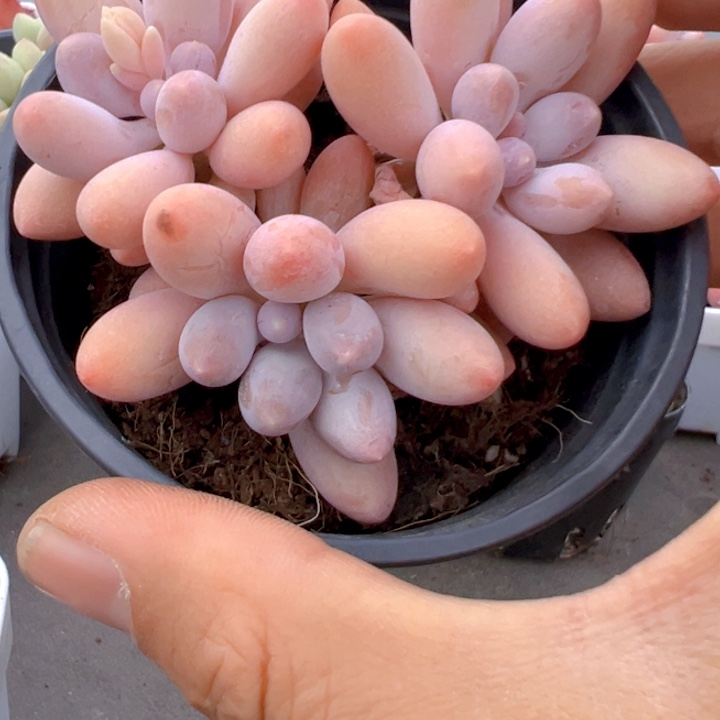 手指美人【一物一拍】两单包邮