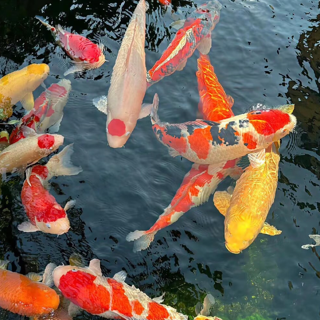 一物一拍 锦鲤包邮