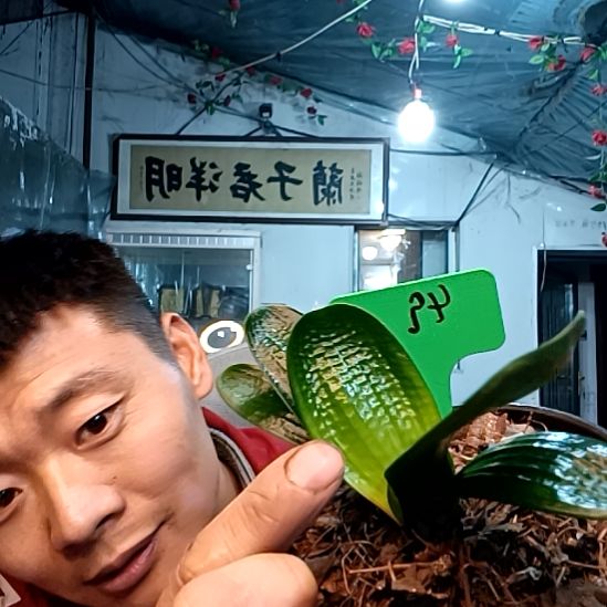 真49一颗-精品麻娃娃兰