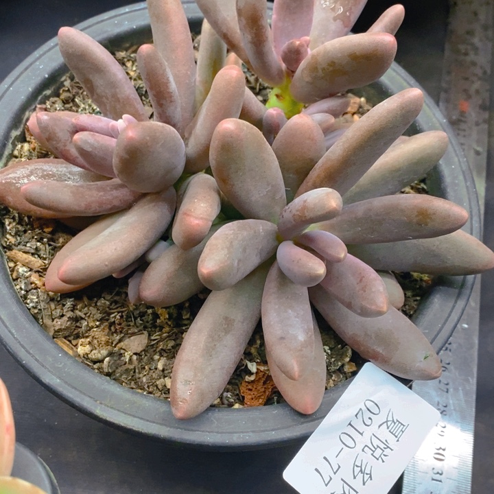 夏悦多肉0210-77美人手指